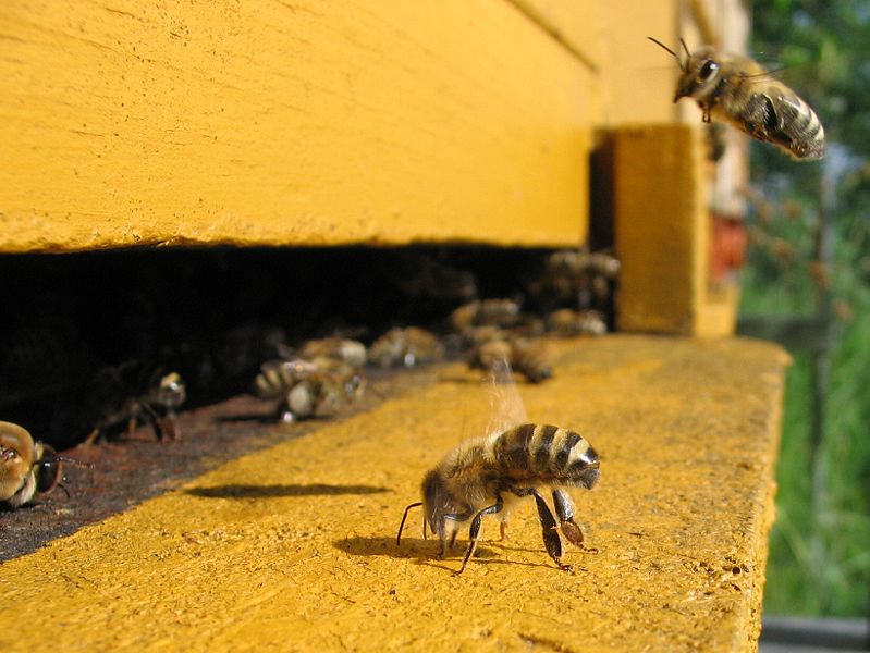 Bees in freefall as study shows sharp US decline
