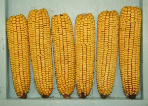 Monsanto genetically modified corn harvest fails massively in South Africa